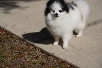 Lady, a female Pomeranian for sale in Milton, FL – Photo 5 of 10