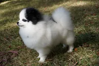 Lady, a female Pomeranian for sale in Milton, FL – Photo 9 of 10