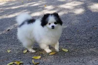 Lady, a female Pomeranian for sale in Milton, FL – Photo 3 of 10