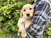 Full AKC Snuggles McGee, a male Golden Retriever for sale in Preston, ID – 1 of 1