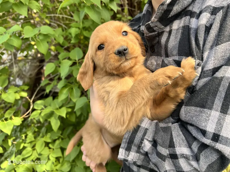 Full AKC Little Lucy – Golden Retriever puppy for sale in Preston, ID