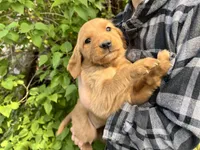 Full AKC Little Lucy, a female Golden Retriever for sale in Preston, ID – 1 of 1