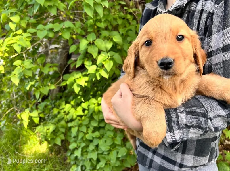 Full AKC Bella – Golden Retriever puppy for sale in Preston, ID