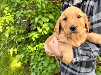 Full AKC Bella, a female Golden Retriever for sale in Preston, ID – 1 of 1