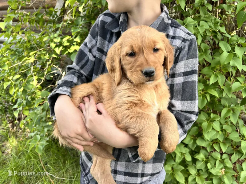 Full AKC Captain – Golden Retriever puppy for sale in Preston, ID