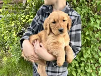 Full AKC Captain, a male Golden Retriever for sale in Preston, ID – 1 of 1