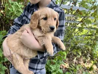 Full AKC Winston, a male Golden Retriever for sale in Preston, ID – 1 of 1