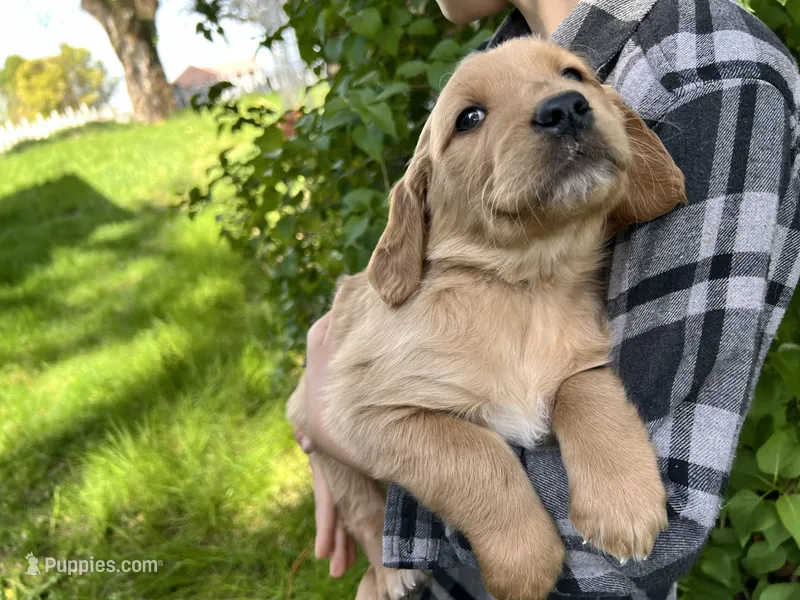 Full AKC Buddy – Golden Retriever puppy for sale in Preston, ID