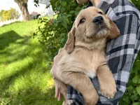 Full AKC Buddy, a male Golden Retriever for sale in Preston, ID – 1 of 1