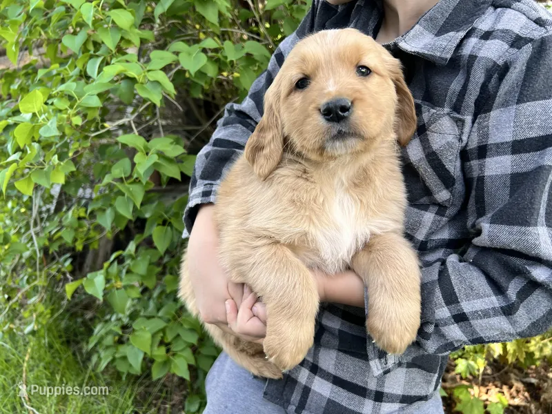 Full AKC Bear – Golden Retriever puppy for sale in Preston, ID