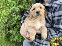 Full AKC Bear, a male Golden Retriever for sale in Preston, ID – 1 of 1