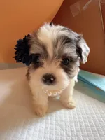 Yoyo, a female Maltipoo for sale in Berkeley, CA – Photo 5 of 7