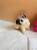 Yoyo, a female Maltipoo for sale in Berkeley, CA – Photo 3 of 7