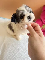 Yoyo, a female Maltipoo for sale in Berkeley, CA – Photo 2 of 7