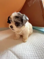 Yoyo, a female Maltipoo for sale in Berkeley, CA – Photo 6 of 7