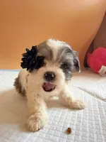 Yoyo, a female Maltipoo for sale in Berkeley, CA – Photo 1 of 7