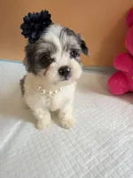 Yoyo, a female Maltipoo for sale in Berkeley, CA – Photo 4 of 7