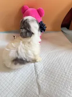 Yoyo, a female Maltipoo for sale in Berkeley, CA – Photo 7 of 7