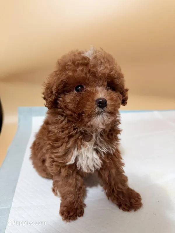 Rose – Poodle - Toy  puppy for sale in Berkeley, CA
