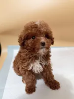 Rose, a female Poodle - Toy  for sale in Berkeley, CA – Photo 1 of 2