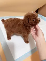 Rose, a female Poodle - Toy  for sale in Berkeley, CA – Photo 2 of 2