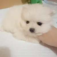 Teacup girl, a female Pomeranian for sale in Berkeley, CA – Photo 2 of 3