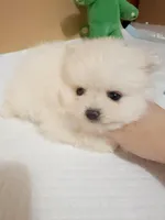 Teacup girl, a female Pomeranian for sale in Berkeley, CA – Photo 2 of 3