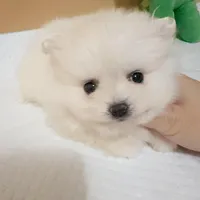 Teacup girl, a female Pomeranian for sale in Berkeley, CA – Photo 1 of 3