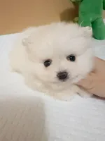 Teacup girl, a female Pomeranian for sale in Berkeley, CA – Photo 1 of 3