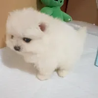 Teacup girl, a female Pomeranian for sale in Berkeley, CA – Photo 3 of 3