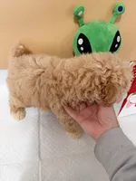 processed/d5dc0ec7-953f-43e8-aed2-e49cd4931221/listing/b34849a2-a85f-47d5-bb76-33f3bb549e76/3ccf8b36-4f03-4c9d-83e8-1fc2868adf16