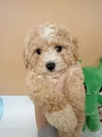 processed/d5dc0ec7-953f-43e8-aed2-e49cd4931221/listing/b34849a2-a85f-47d5-bb76-33f3bb549e76/6bdb5b07-ab8f-4861-84f1-8bc43bd1e31f