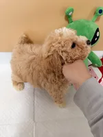 processed/d5dc0ec7-953f-43e8-aed2-e49cd4931221/listing/b34849a2-a85f-47d5-bb76-33f3bb549e76/a190011f-f482-4e74-bf78-e400255c3c63