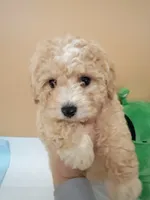 processed/d5dc0ec7-953f-43e8-aed2-e49cd4931221/listing/b34849a2-a85f-47d5-bb76-33f3bb549e76/cd0cc740-e3cb-4210-988f-267e064e0a96