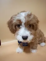 Kaki, a male Cavapoo for sale in Berkeley, CA – Photo 4 of 5