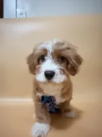 Kaki, a male Cavapoo for sale in Berkeley, CA – Photo 2 of 5