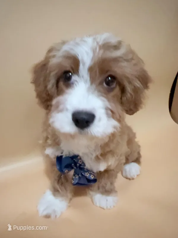 Kaki, a male Cavapoo for sale in Berkeley, CA – Photo 1 of 5