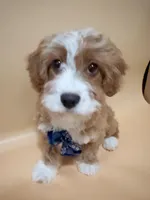 Kaki, a male Cavapoo for sale in Berkeley, CA – Photo 1 of 5