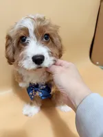 Kaki, a male Cavapoo for sale in Berkeley, CA – Photo 5 of 5