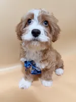 Kaki, a male Cavapoo for sale in Berkeley, CA – Photo 3 of 5