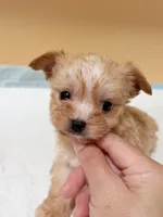 Koby (tea cup), a male Yorkshire Terrier for sale in Berkeley, CA – Photo 2 of 2