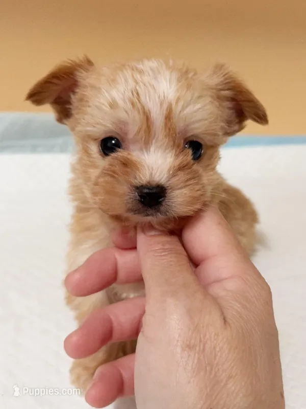 Koby (tea cup) – Yorkshire Terrier puppy for sale in Berkeley, CA