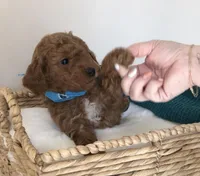 Minnie, a female Miniature Goldendoodle for sale in Ontario, OR – 2 of 3