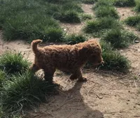 Minnie, a female Miniature Goldendoodle for sale in Ontario, OR – 3 of 3