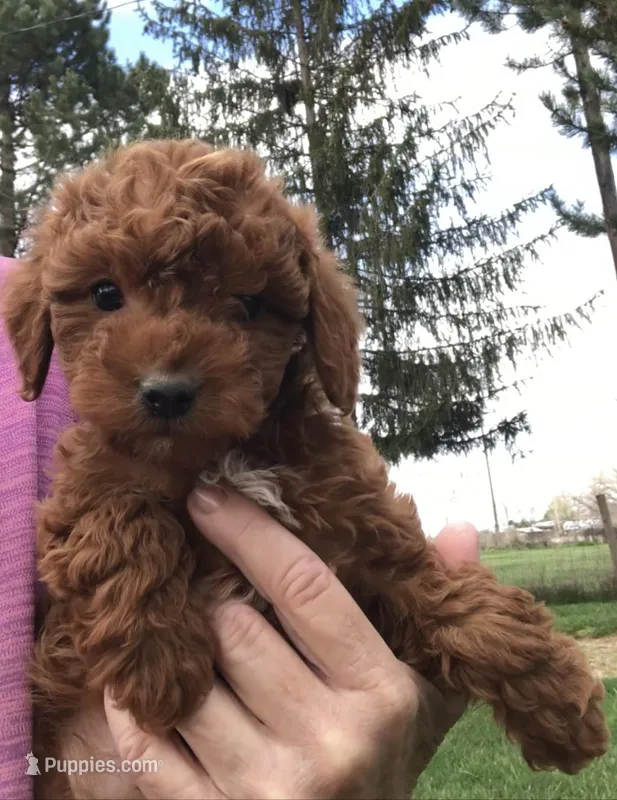 Minnie – Miniature Goldendoodle puppy for sale in Ontario, OR
