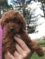Minnie, a female Miniature Goldendoodle for sale in Ontario, OR – 1 of 3