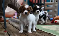Penny, a female Cavapoo for sale in Ontario, OR – 2 of 4