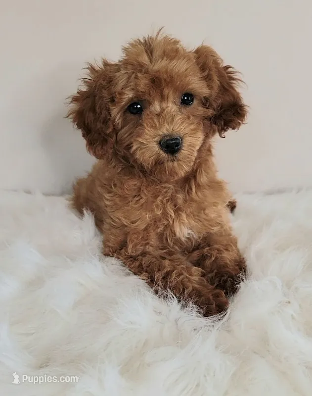 Minnie/petite  – Miniature Goldendoodle puppy for sale in Ontario, OR