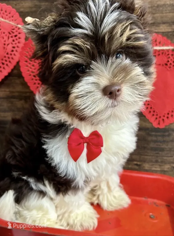 Brownie – Yorkshire Terrier, Biewer puppy for sale in Ontario, OR
