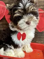 Brownie, a male Yorkshire Terrier and Biewer for sale in Ontario, OR – 1 of 1